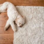 Medium Rug